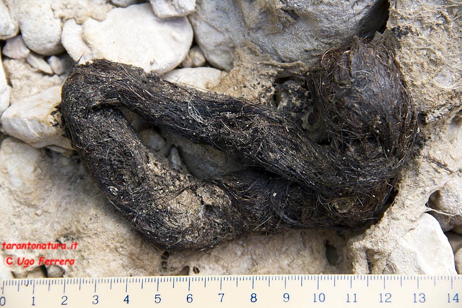 Fatte piene di pelo: lupo, volpe o.....